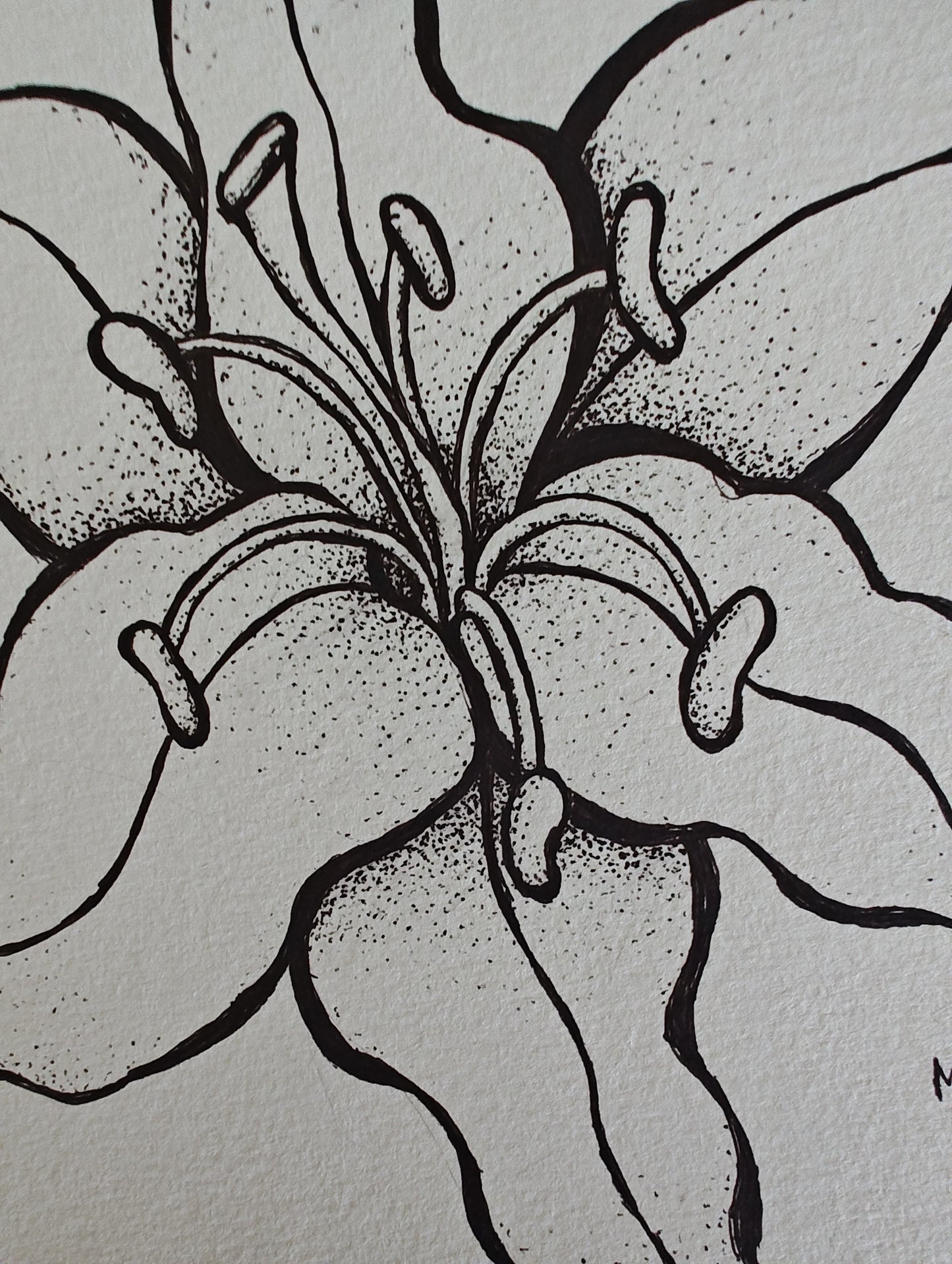 Original Tiger Lily Ink Drawing - "Ember"